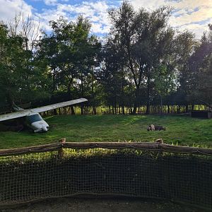Ngorongo - Reeves muntjac and African Pygmy goat habitat