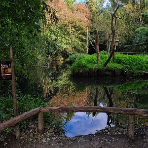 Madidi - Bolivian squirrel monkey island