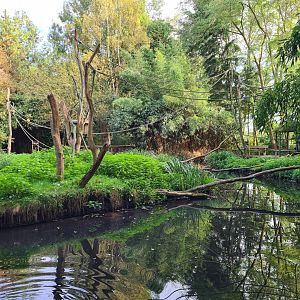 Madidi - Bolivian squirrel monkey island
