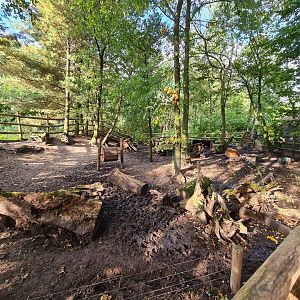 Ngorongo - Red River hog habitat