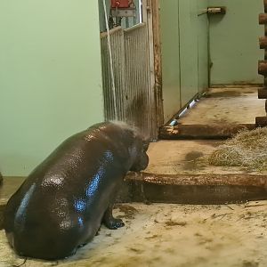 Ngorongo - Pygmy hippo shower