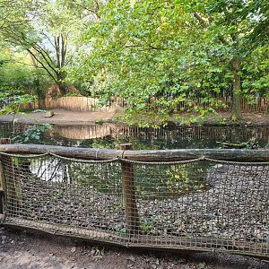 Ngorongo - Pygmy hippo habitat