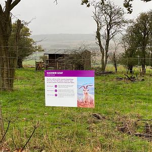Kashmir goat signage, ZSL Whipsnade, UK