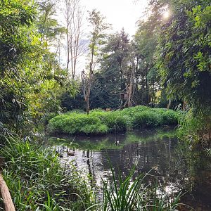 Madidi - Bolivian squirrel monkey island