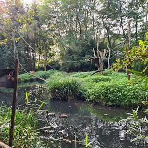 Madidi - Bolivian squirrel monkey island