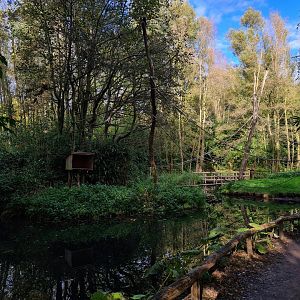 Madidi - Red-faced spider monkey islands
