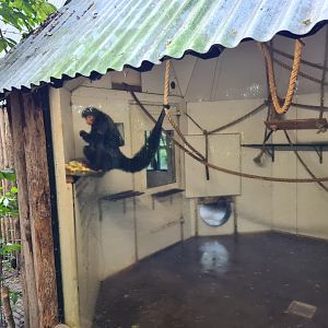 Madidi - Red-faced spider monkey