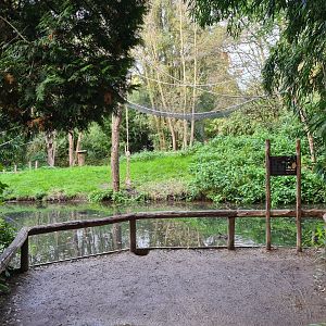 Madidi - Red-faced spider monkey island