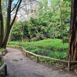 Madidi - Yellow-breasted capuchin island