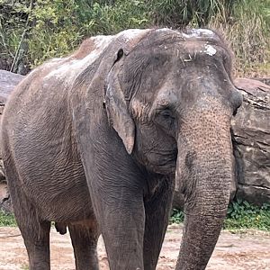 Asian Elephant