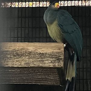 Great Blue Turaco