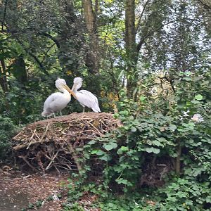 Madidi - Dalmatian pelicans