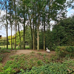 Madidi - Bolivian squirrel monkey and Dalmatian pelican enclosure