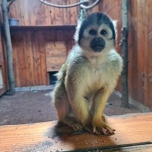Madidi - Bolivian squirrel monkey