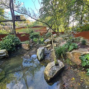 Madidi - Crab-eating raccoon habitat