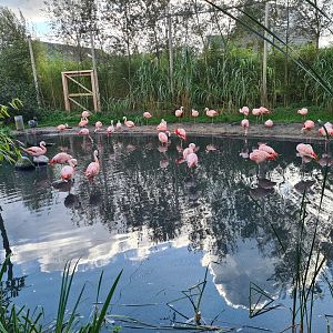 Madidi - Flamingo aviary