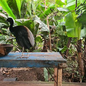 Madidi - Grey-winged trumpeter