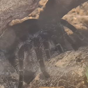Madidi - Honduran curlyhair tarantula