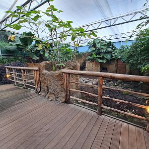 Madidi - Giant anteater and Capybara indoor habitat