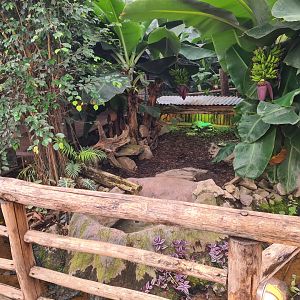 Madidi - Red-footed tortoise