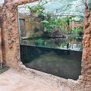 Madidi - Spectacled caiman and Red-bellied piranha underwater viewing
