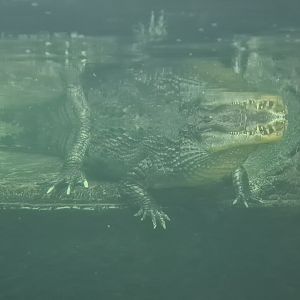 Madidi - Spectacled caiman