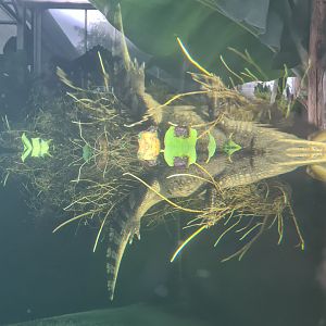 Madidi - Spectacled caiman