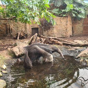 Madidi - Giant anteater bath time