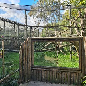 Madidi - Coppery titi and Paraguayan tamandua outdoor habitat