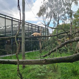 Madidi - Paraguayan tamandua
