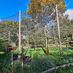 Madidi - Black-and-gold howler monkey aviary