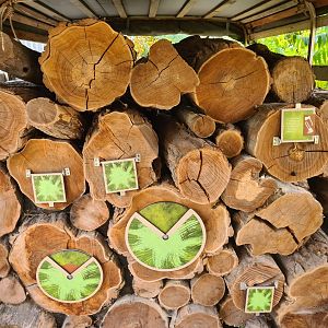 Madidi - Logging educational area