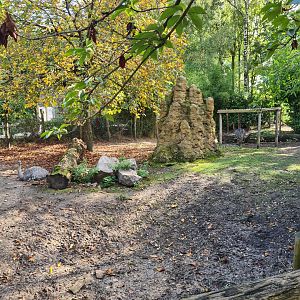 Madidi - Lesser rhea and Giant anteater habitat