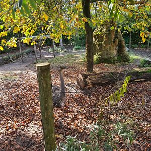 Madidi - Lesser rhea