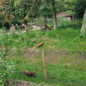 Madidi - Bush dog habitat
