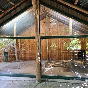 Madidi - Bush dog indoor habitat