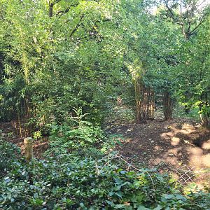 Madidi - Bush dog habitat