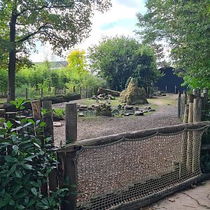 Madidi - Giant anteater and Capybara habitat