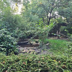 Madidi - Bush dog habitat