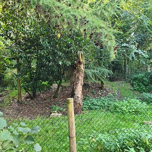 Madidi - Bush dog habitat