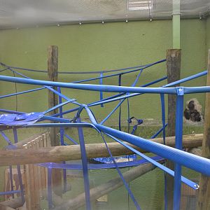 Newly revamped Orangutan exhibit