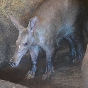 Aardvark