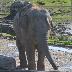 Asian elephant cow 'Esha'