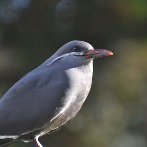 Juvenile Inca tern