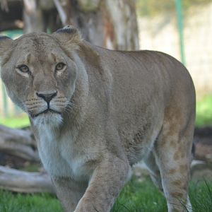 Zoo-mix lioness Hira