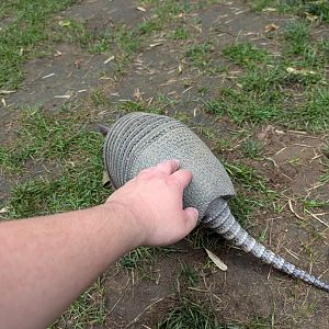 Nine-banded Armadillo Petting