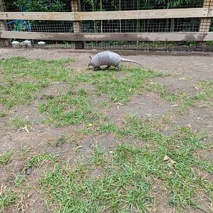 Nine-banded Armadillo Walkthrough Enclosure - Petting Encouraged!