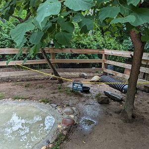 Nine-banded Armadillo Walkthrough Enclosure - Petting Encouraged!