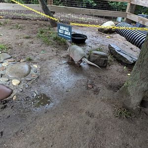 Nine-banded Armadillo Walkthrough Enclosure - Petting Encouraged!