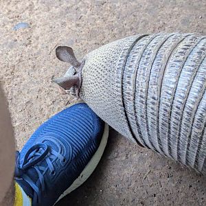 Nine-banded Armadillo Investigates my Shoe